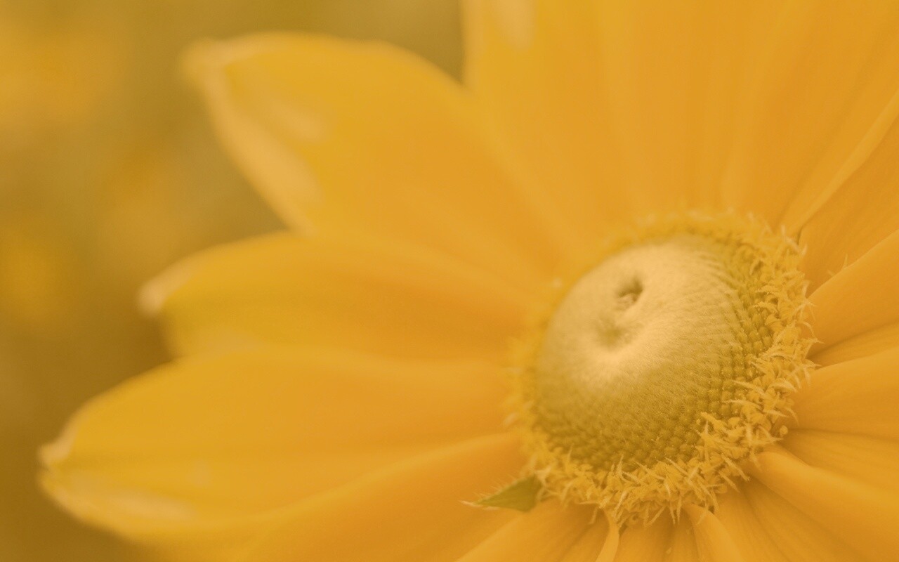 Недозрелый цветок подсолнечника обои