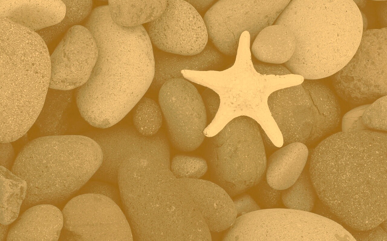 Звезда на морской гальке обои
