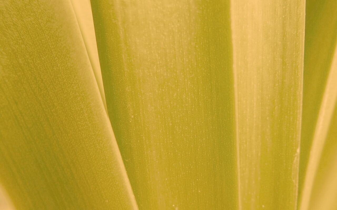 Сочная травинка обои