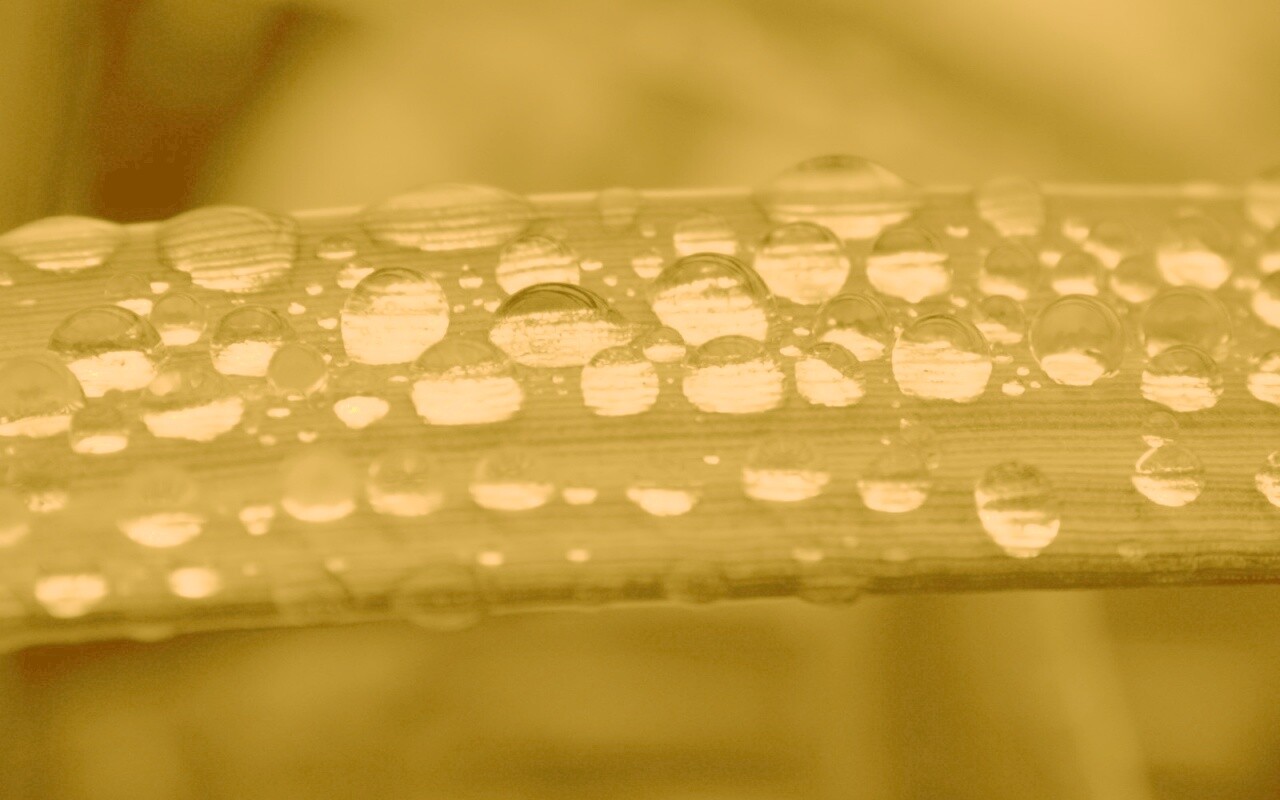 Капли на травинке обои