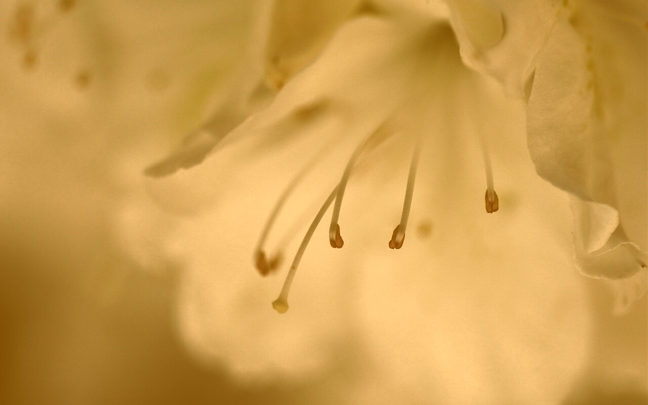 Цветок орхидеи обои