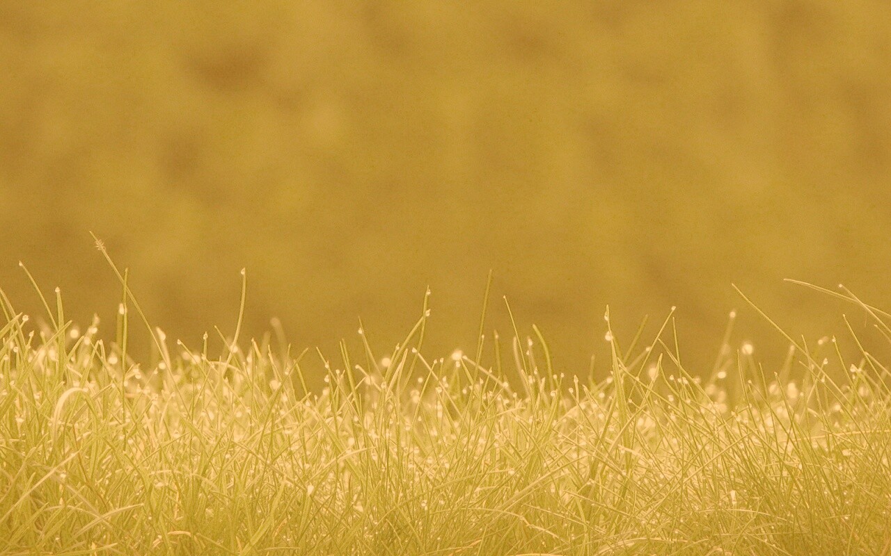 Трава после дождя обои