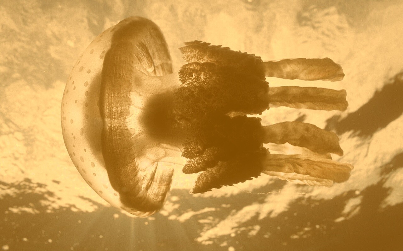 Коричневая медуза обои