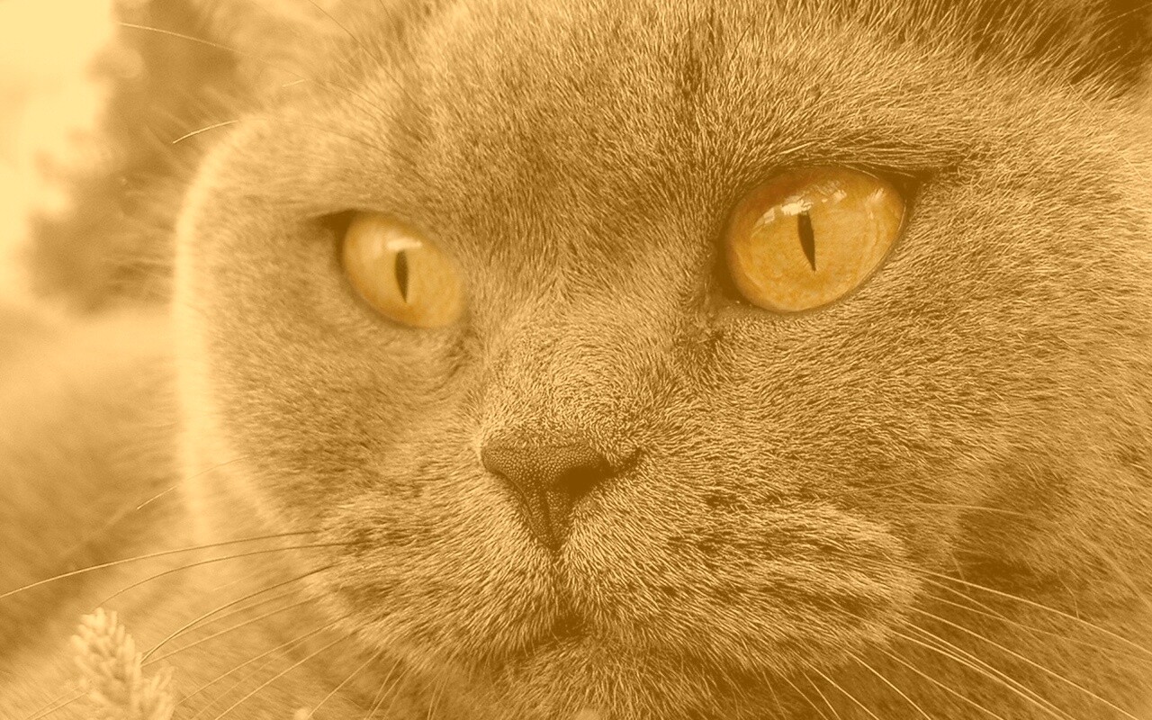 Кот с оранжевыми глазами обои
