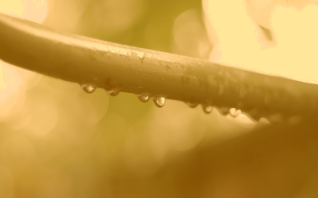 Капли на стебле обои