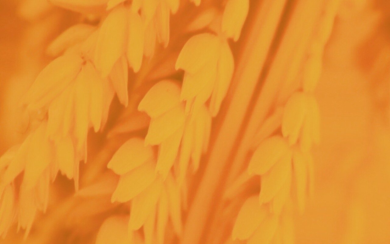 Оранжевое соцветие обои