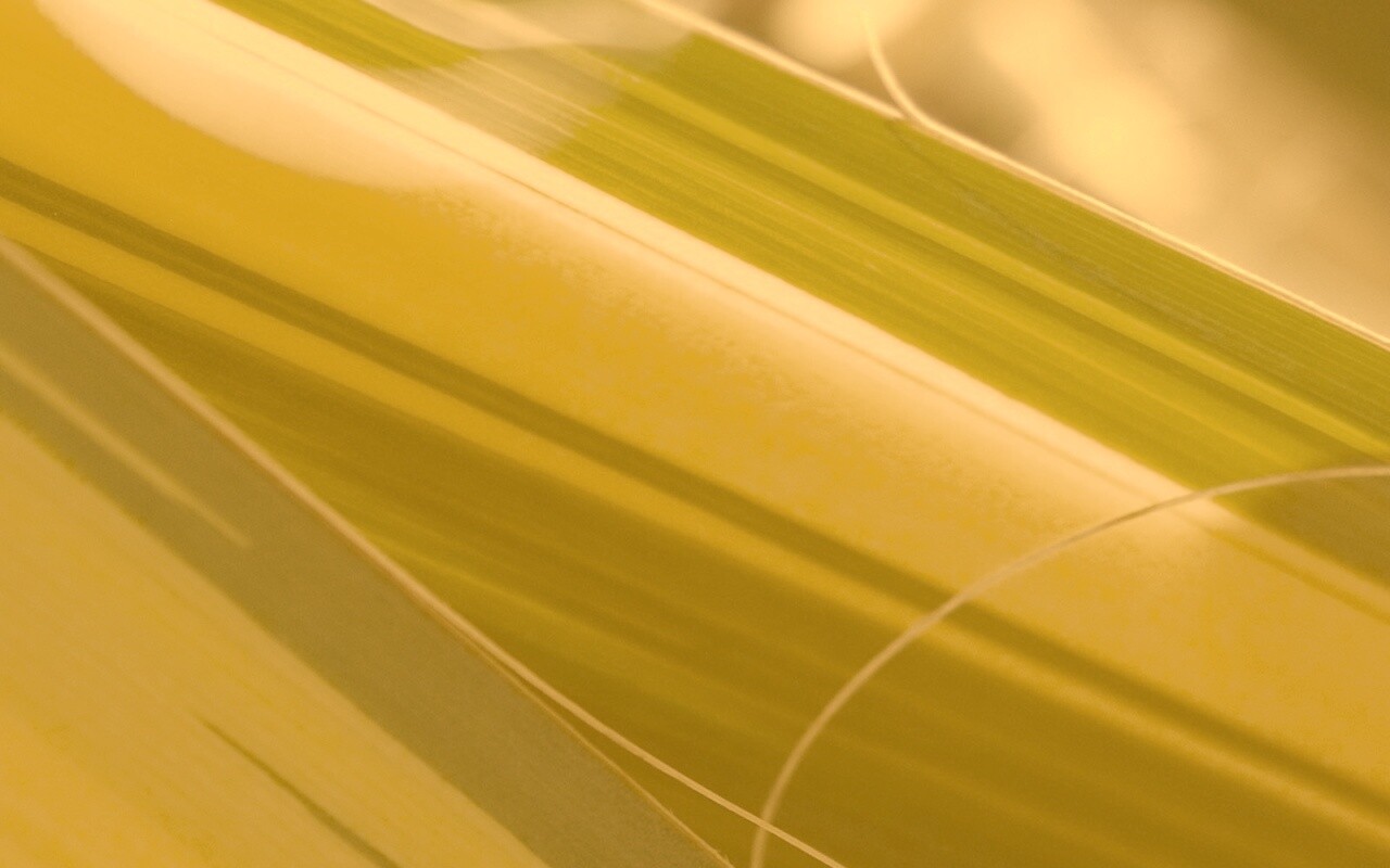 Желто-зеленые травинки обои