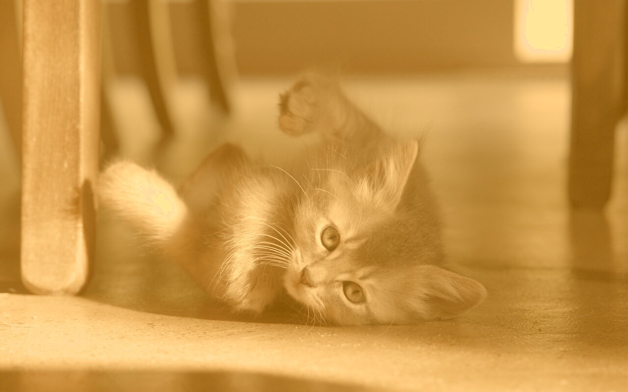 Котенок играет под стулом обои