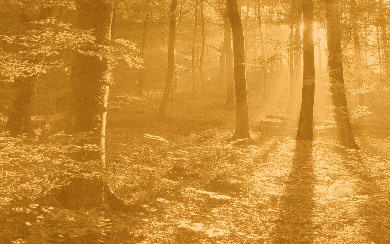 Лес в золотом сиянии обои