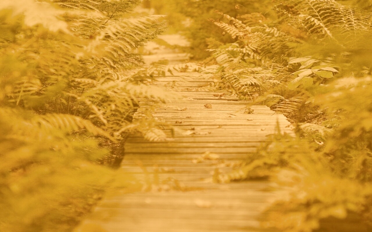 Деревянная дорожка обои