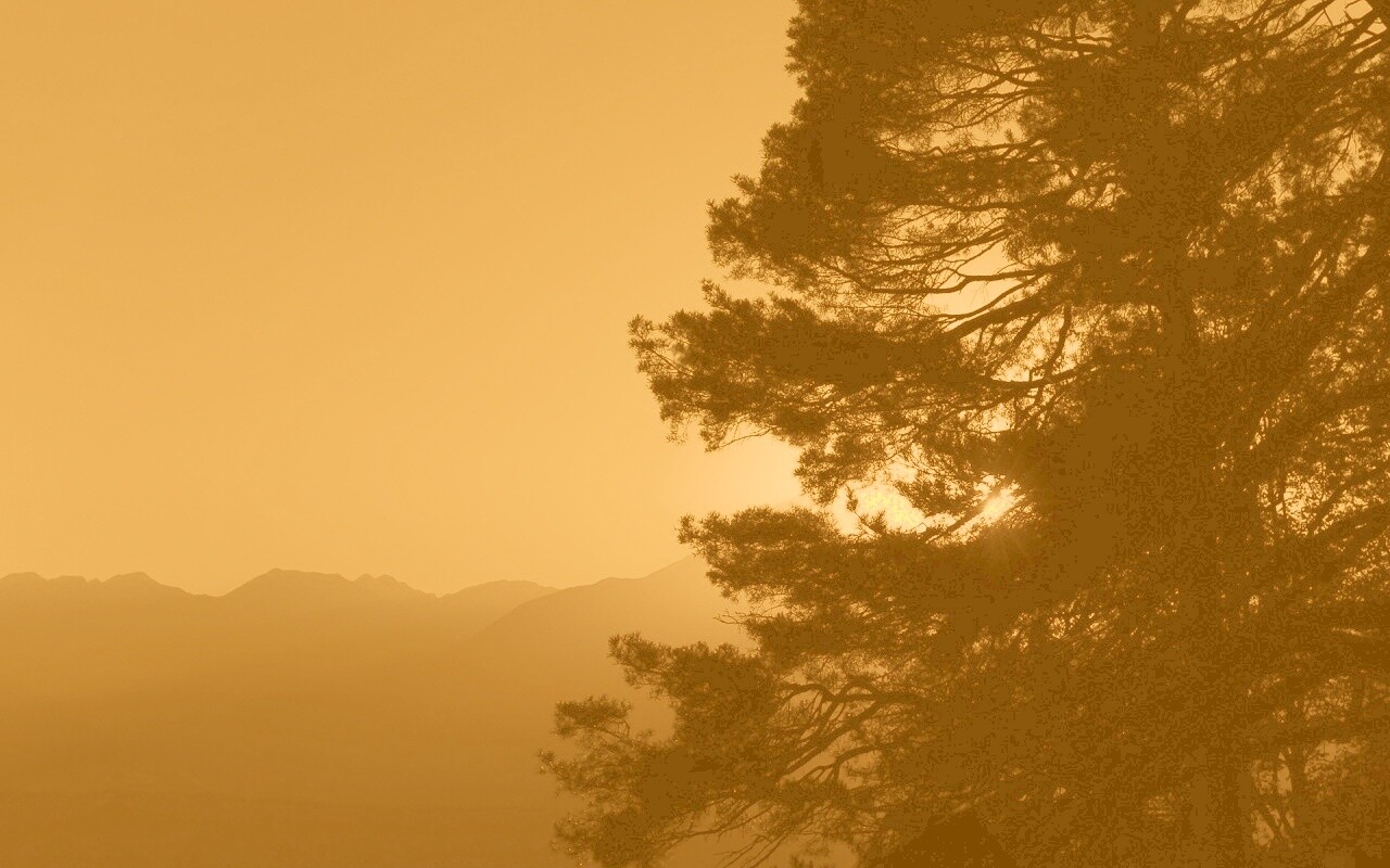 Силуэт дерева на закате обои