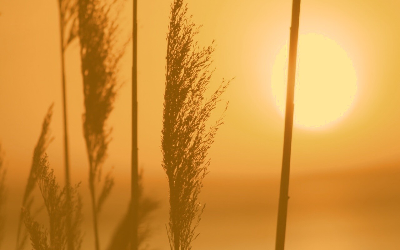 Травинка на закате обои