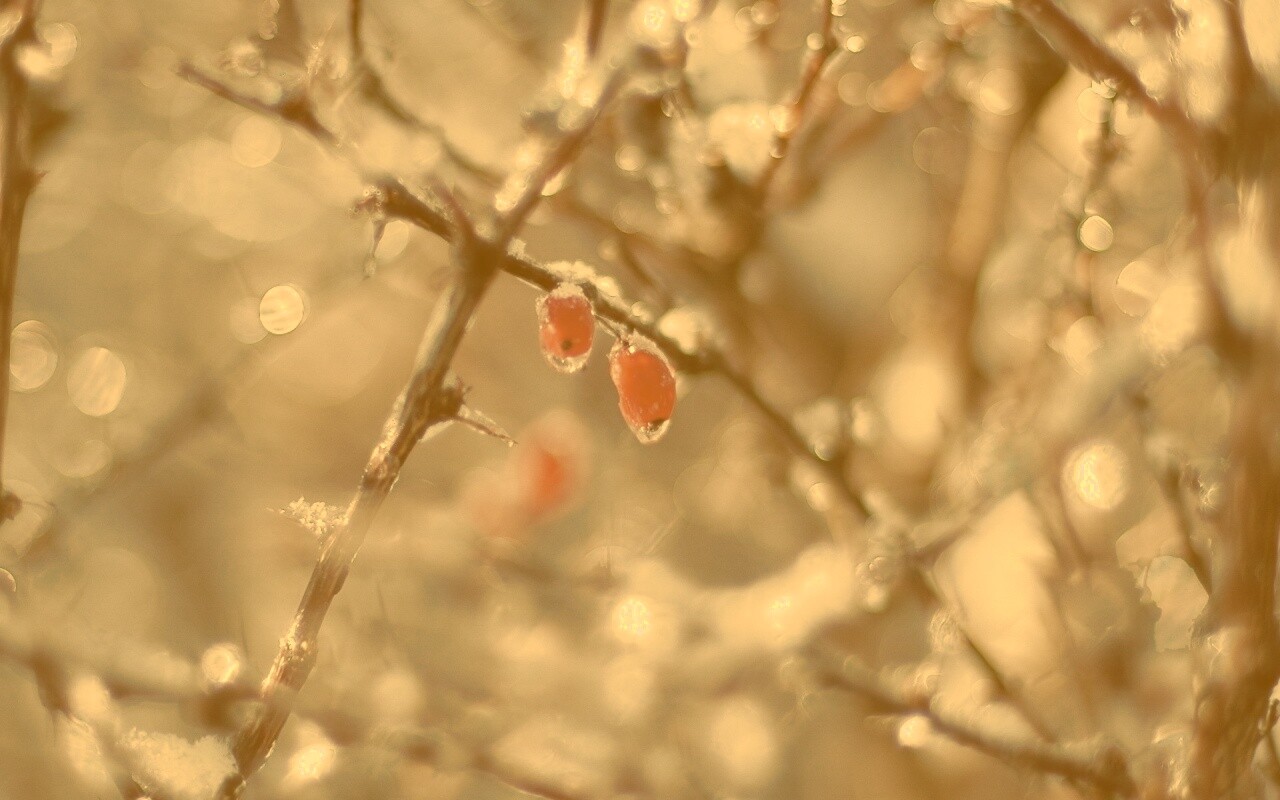 Замерзшие ягоды обои