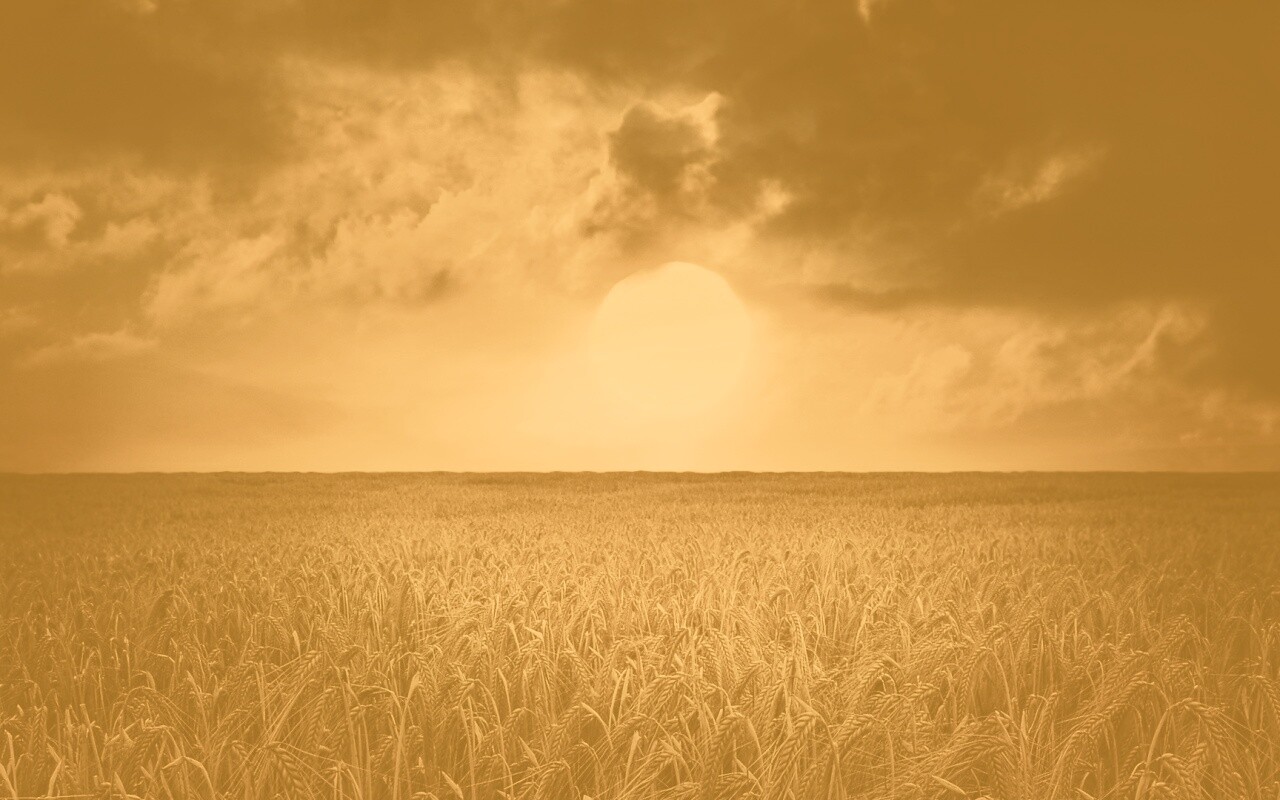 Закат над пшеничным полем обои