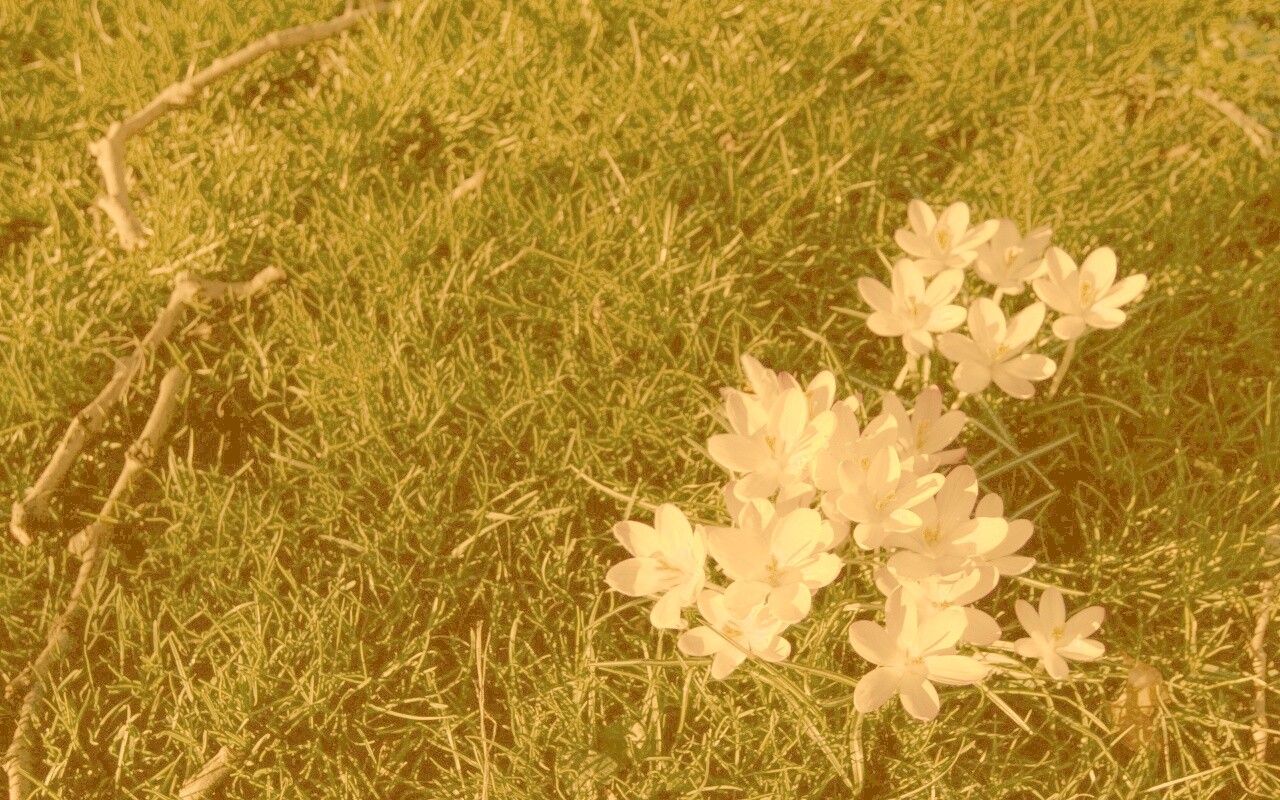 Фиалки на траве обои