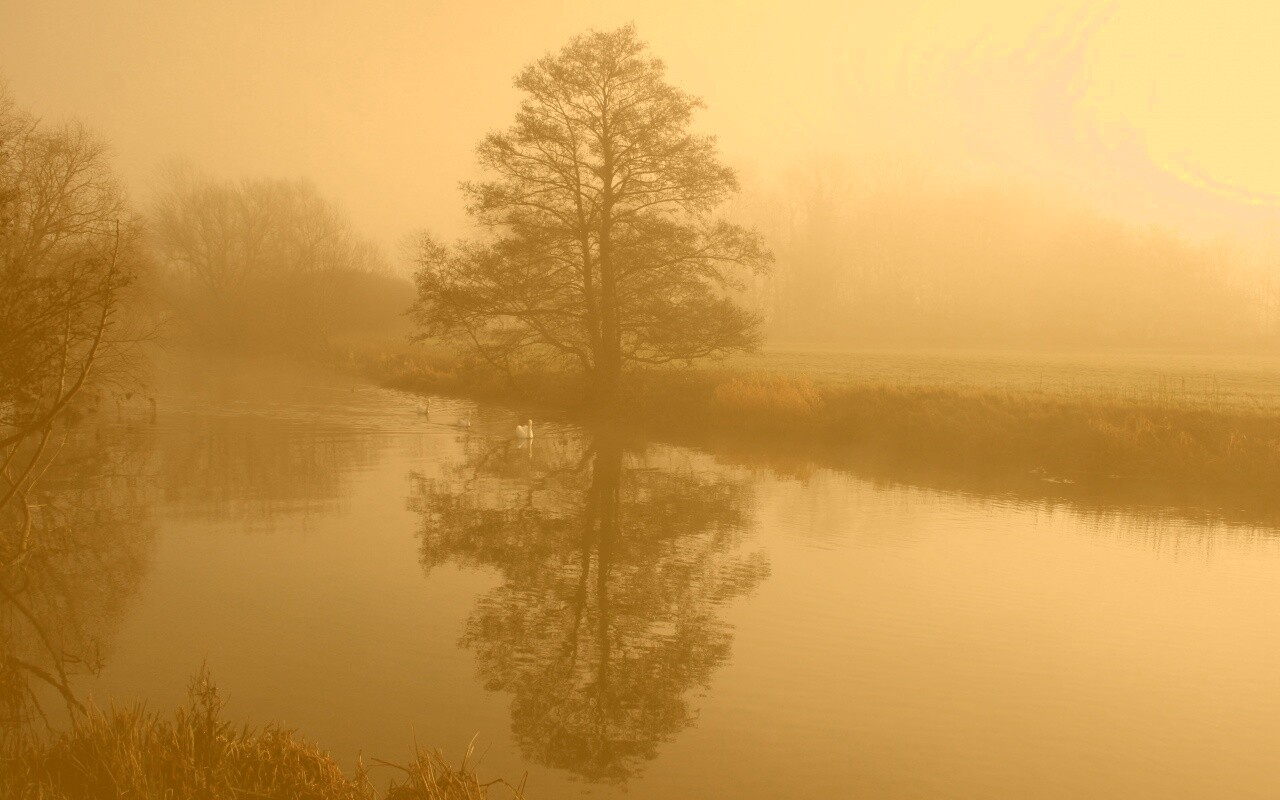 Дерево в тумане обои