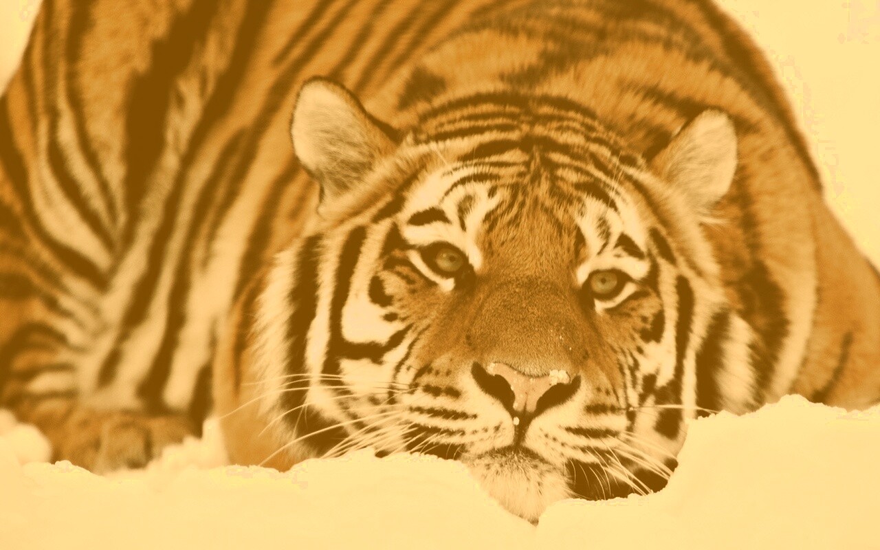 Тигр в снегу обои