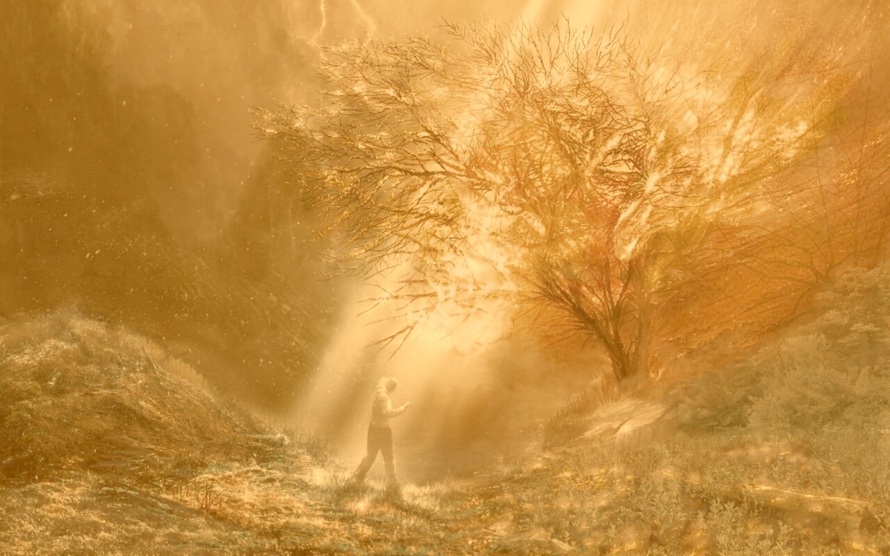 Горящее дерево обои