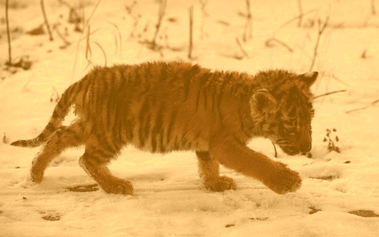 Тигренок на снегу обои