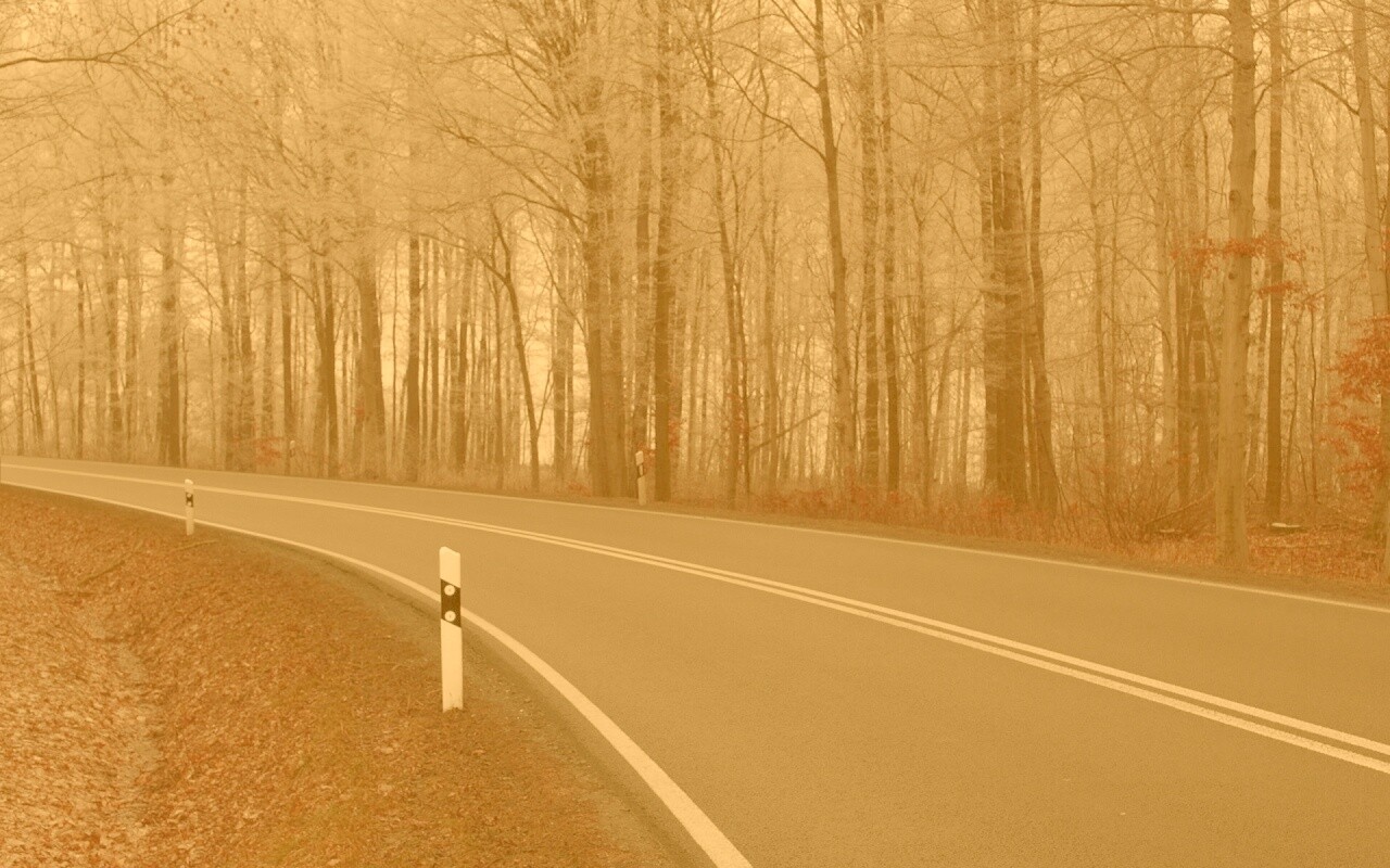 Дорога в осеннем лесу обои