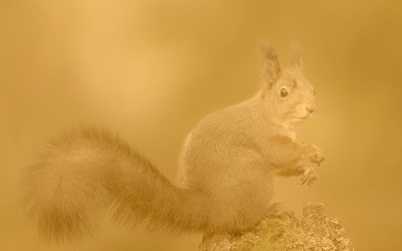Белку застали врасплох обои