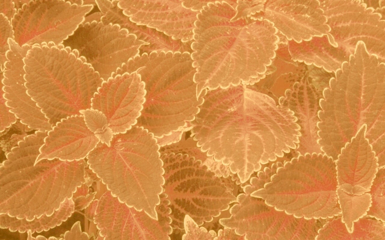 Красные листья обои