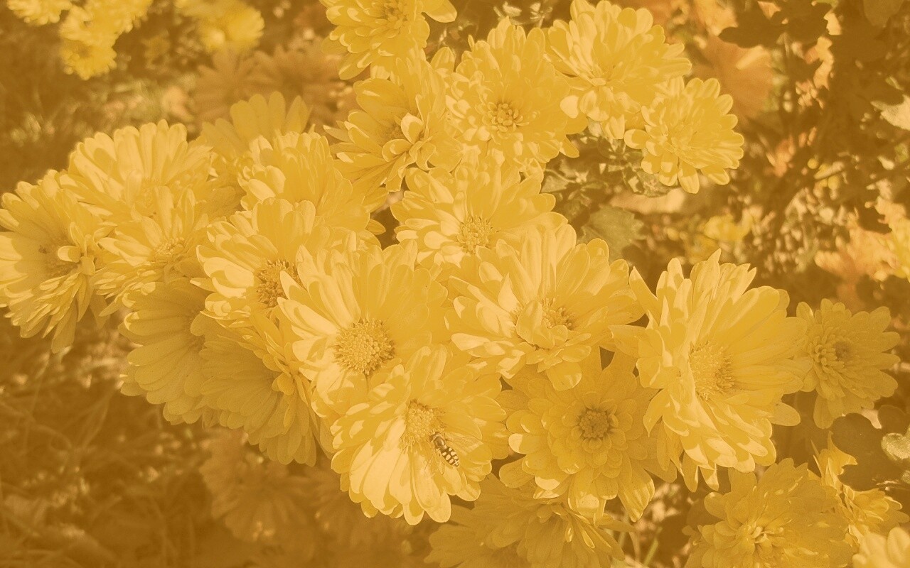 Оса на желтых герберах обои