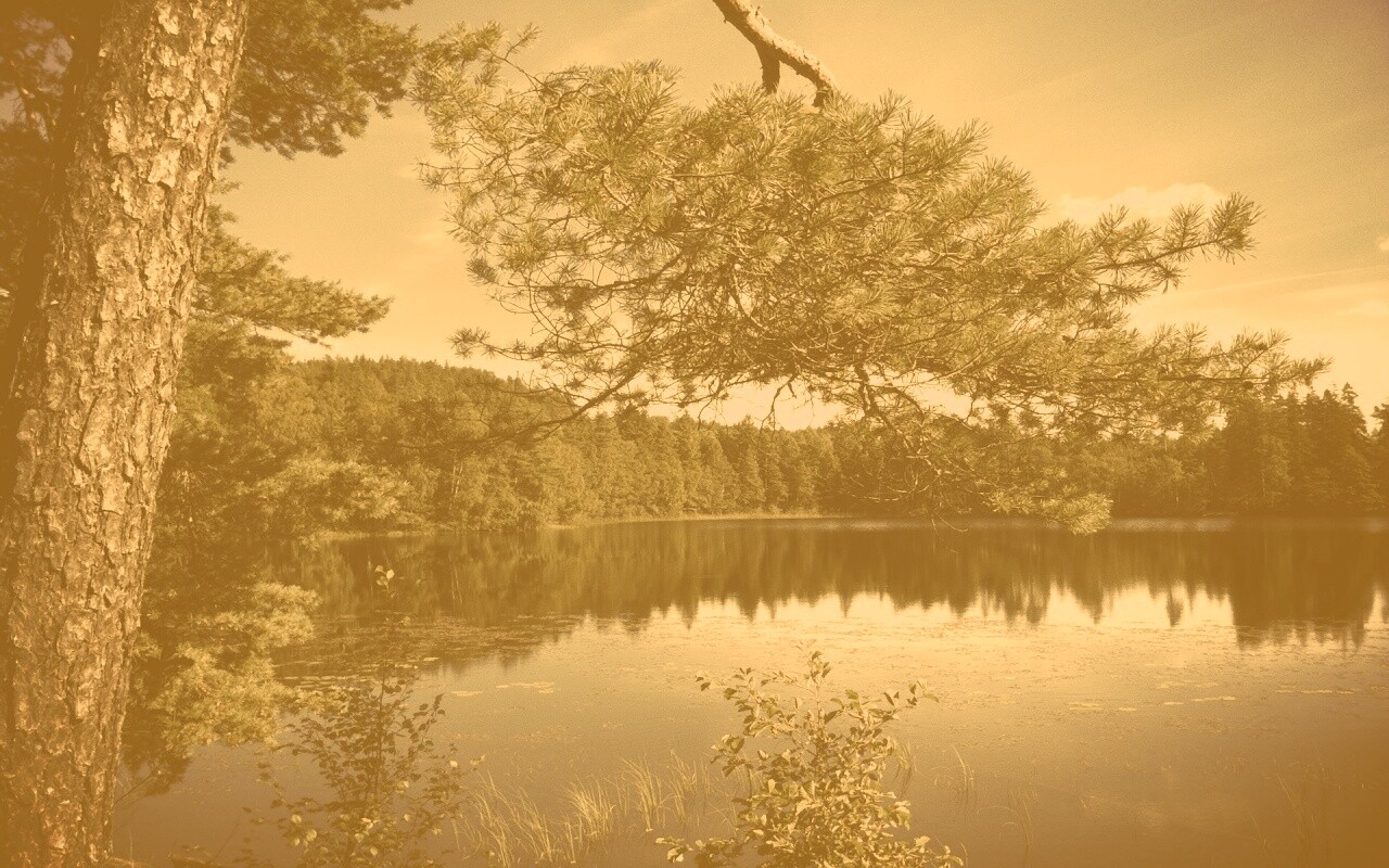 Ветка сосны над озером обои