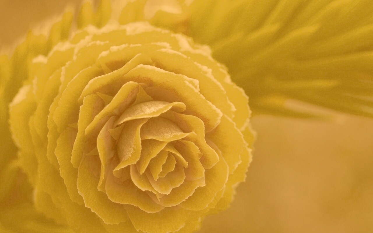 Молодая шишка обои