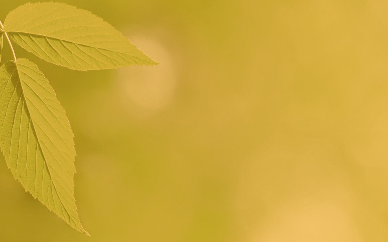 Два листа обои