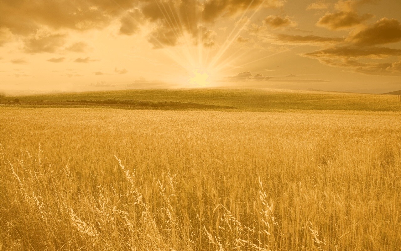 Восход над пшеничным полем обои