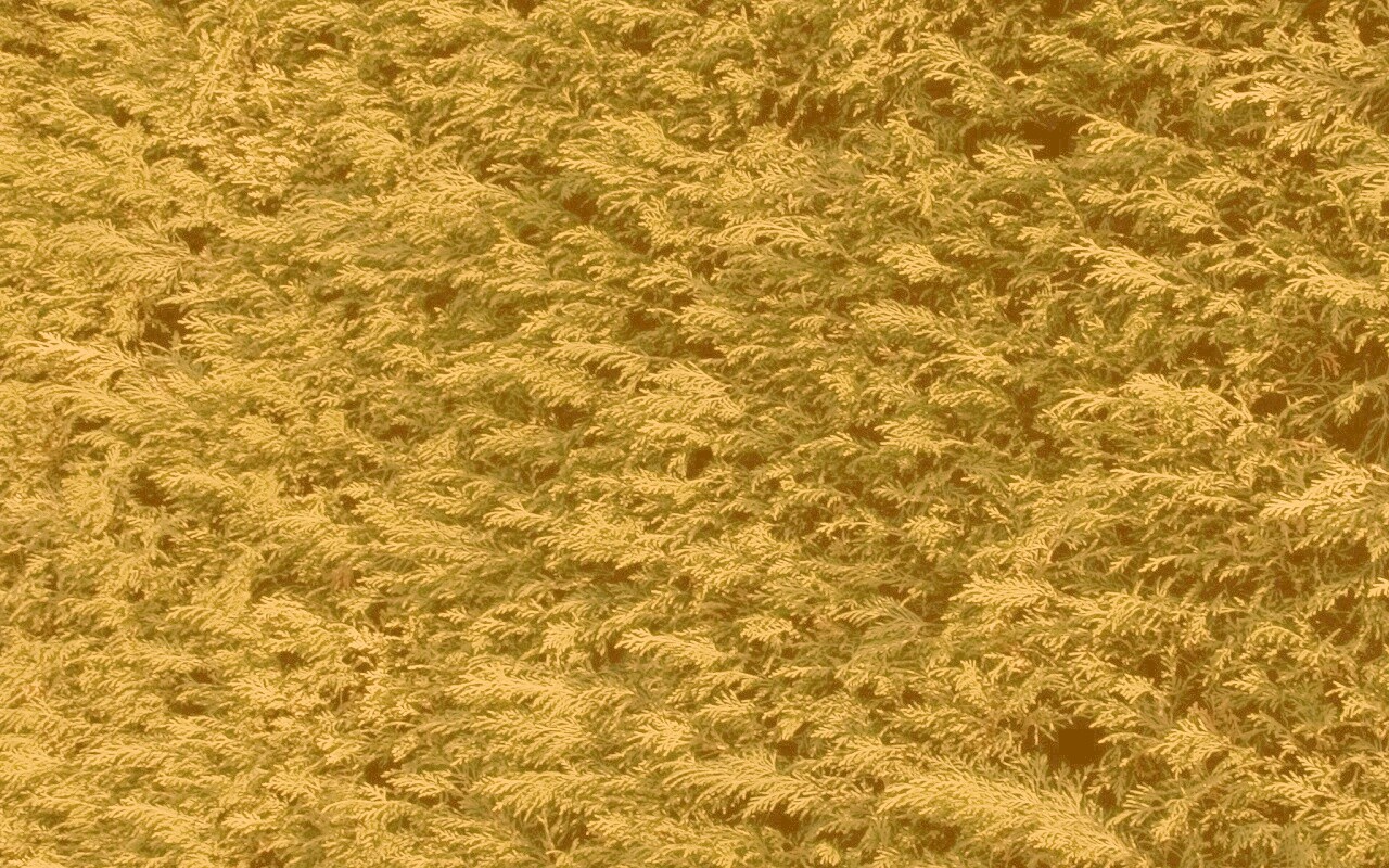 Густые хвойные заросли обои