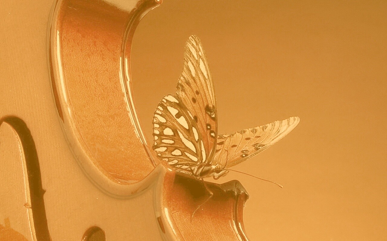 Бабочка на скрипке обои