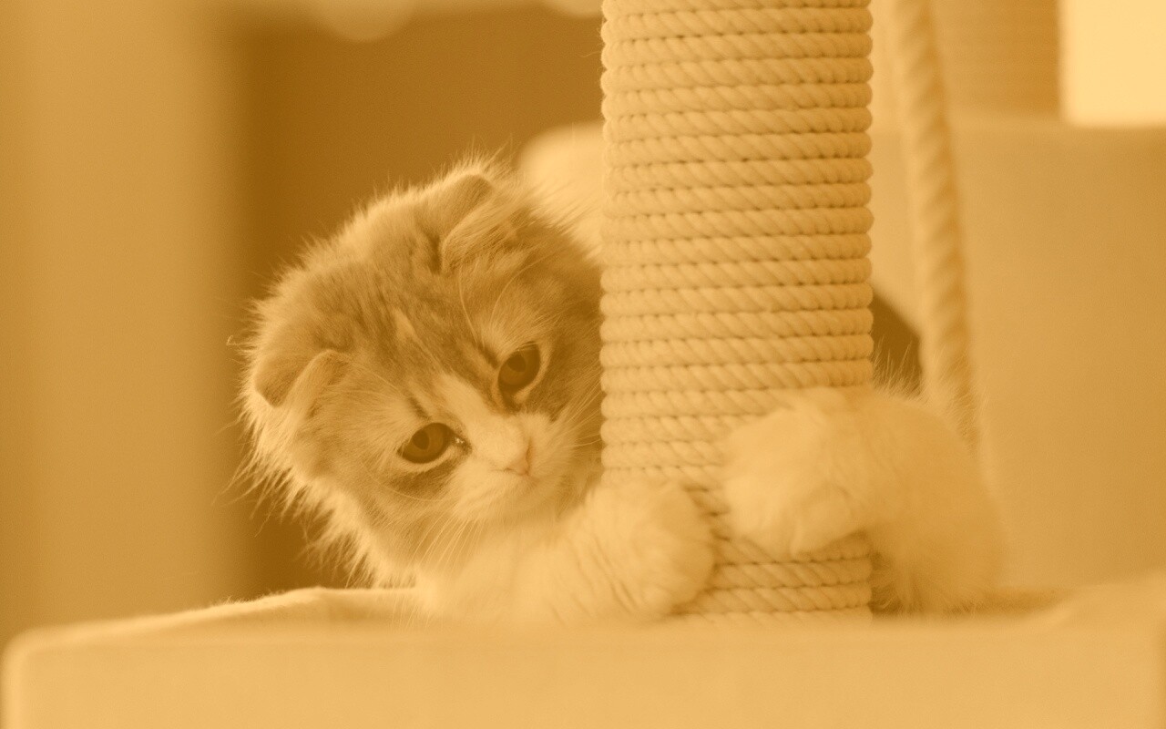 Пушистая кошка с когтеточкой обои