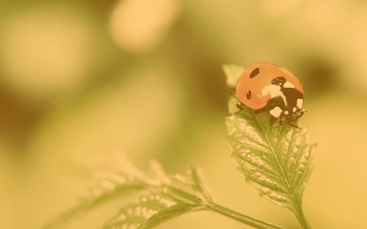 Божья коровка в макро обои