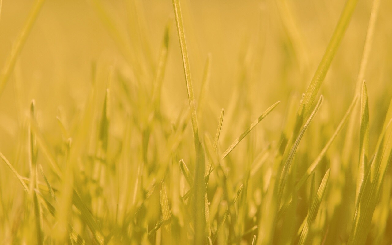 Ярко зеленая трава обои