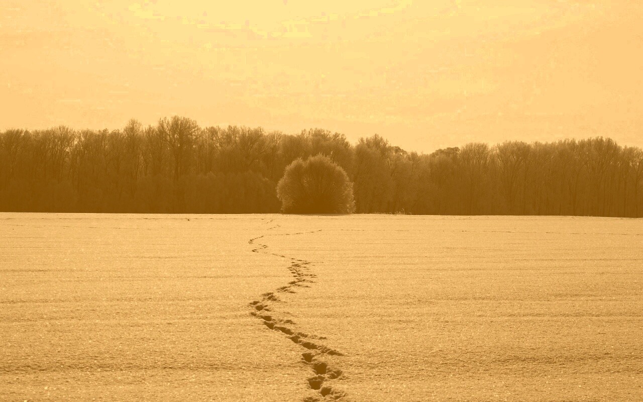 Следы на снегу обои