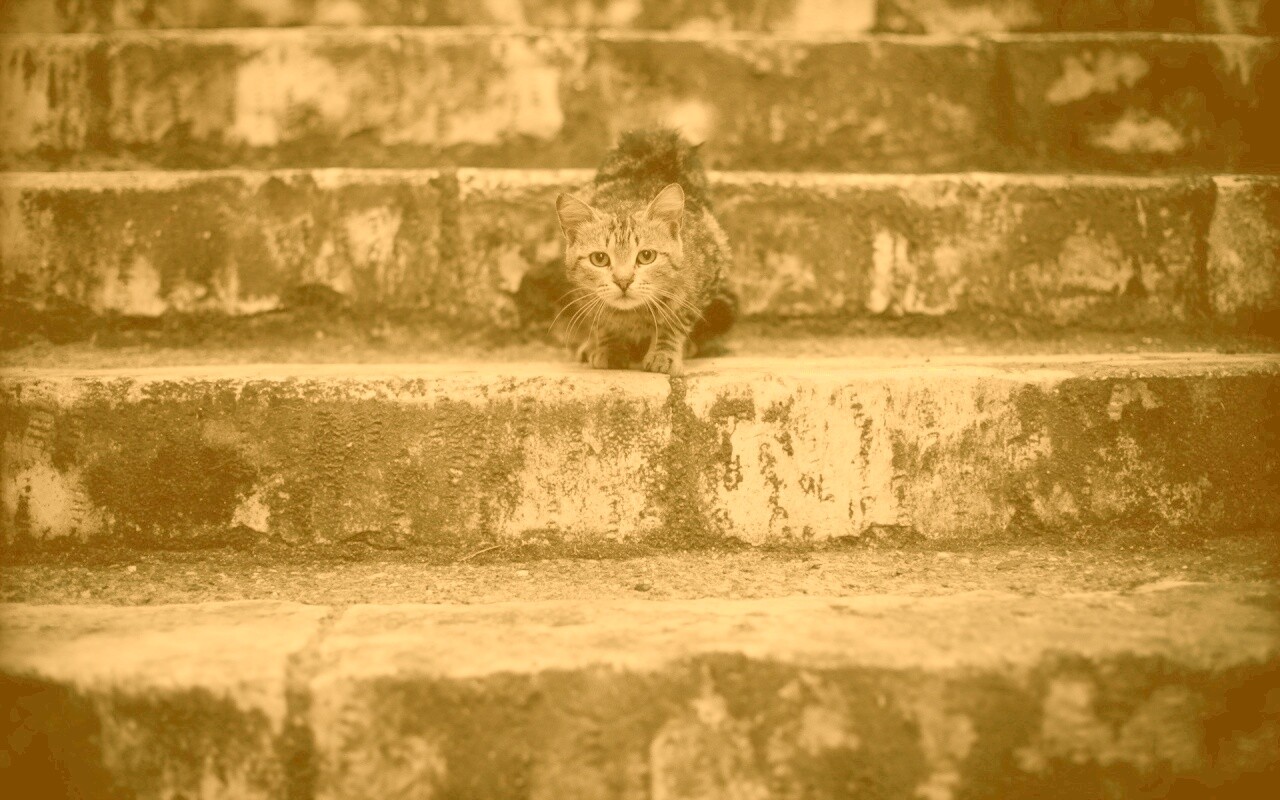 Растрепанная кошка на ступеньках лестницы обои