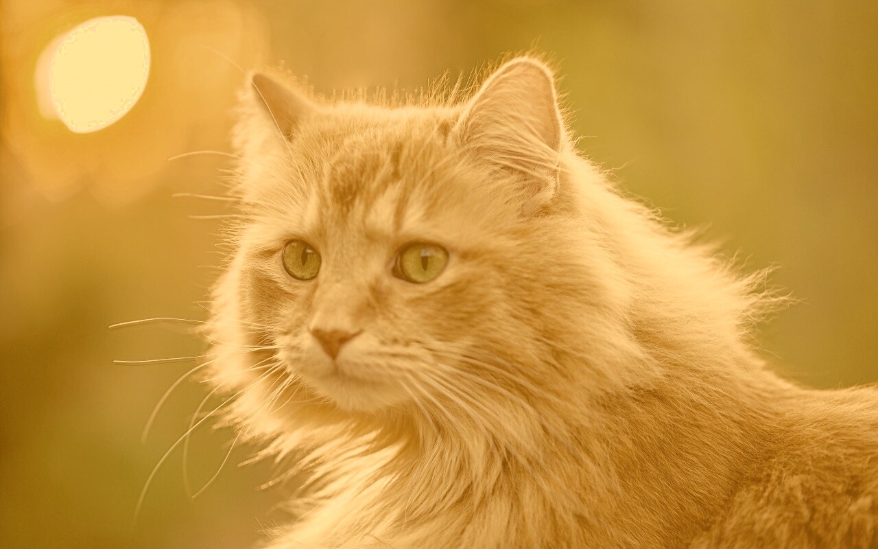 Рыжий кот в лучах солнца обои