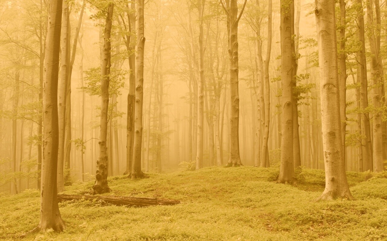 Опушка осинового леса обои