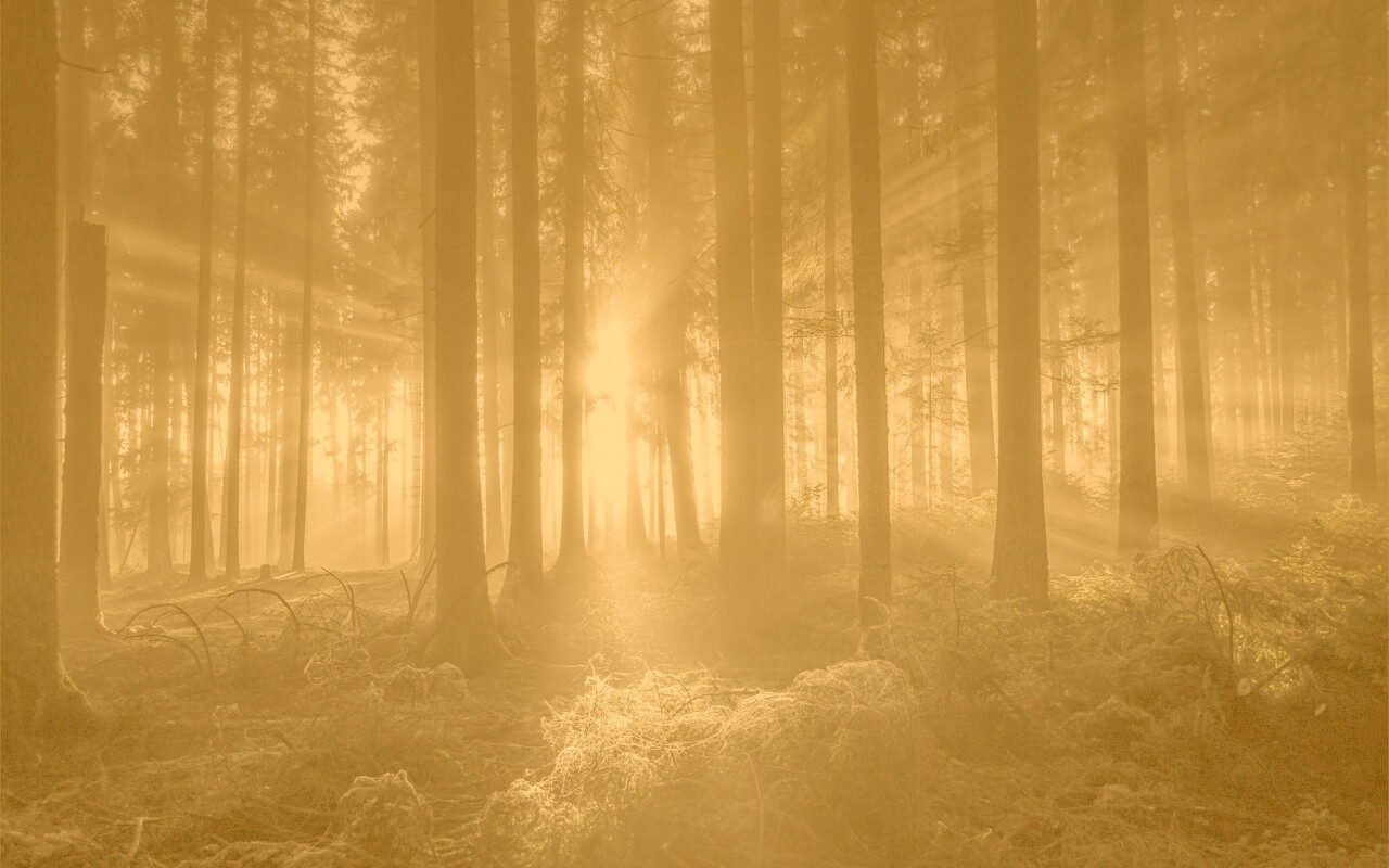 Свет пробивается сквозь стволы деревьев обои