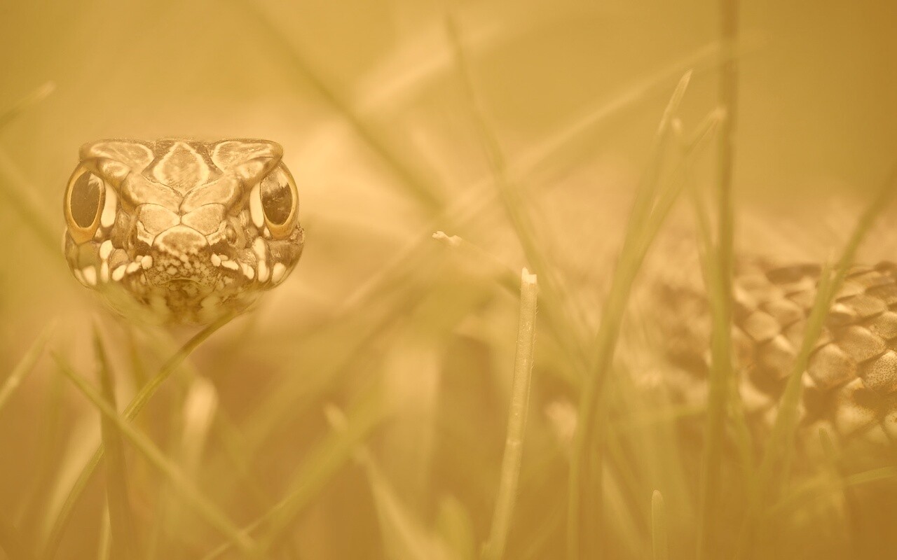 Змея в траве обои