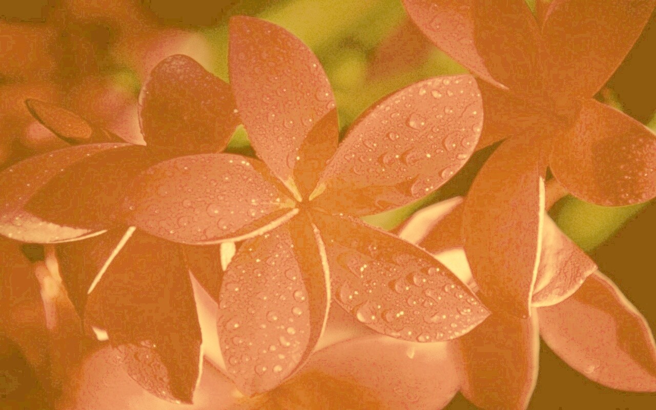 Розовый цветок обои