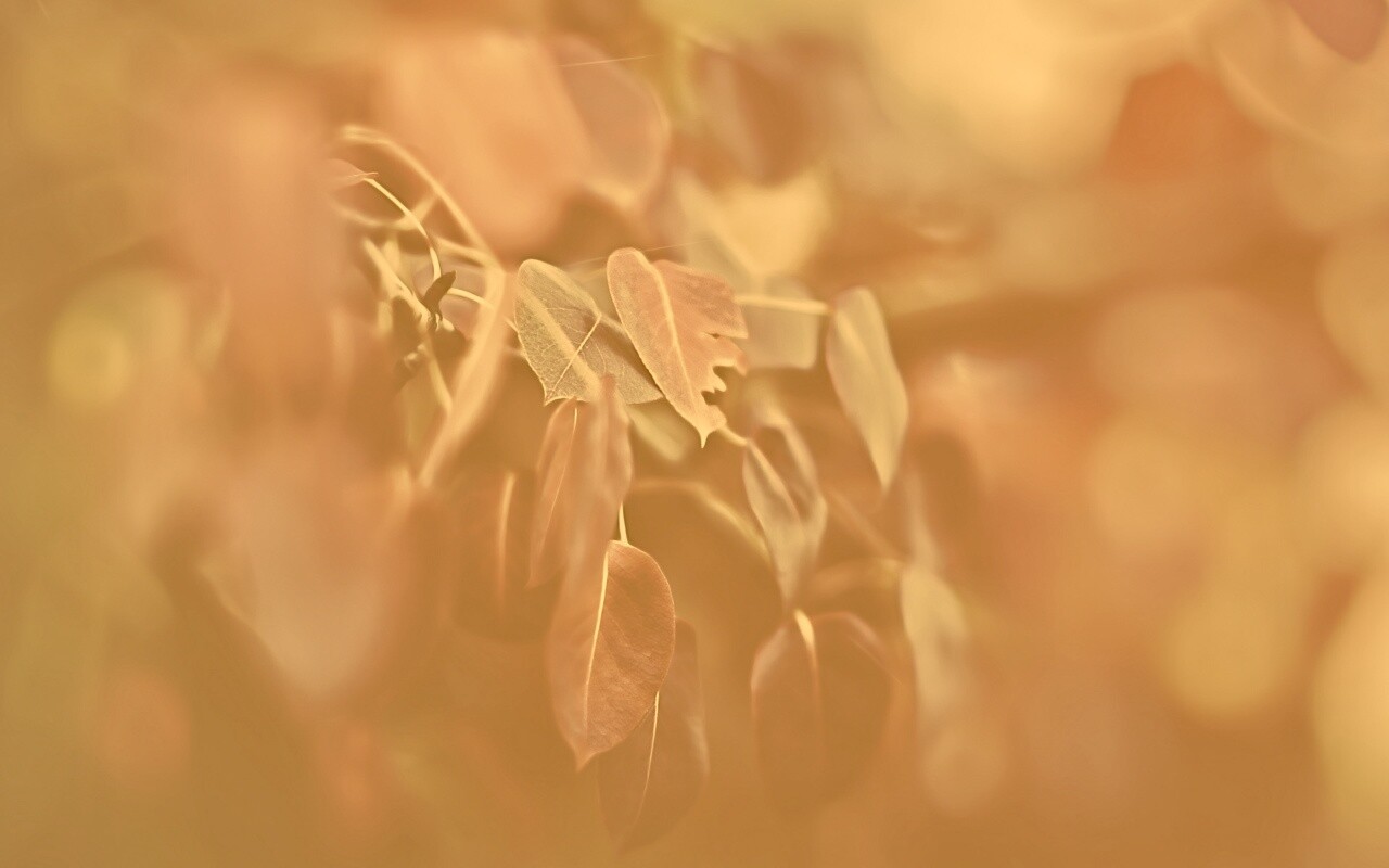 Фиолетовые листья обои