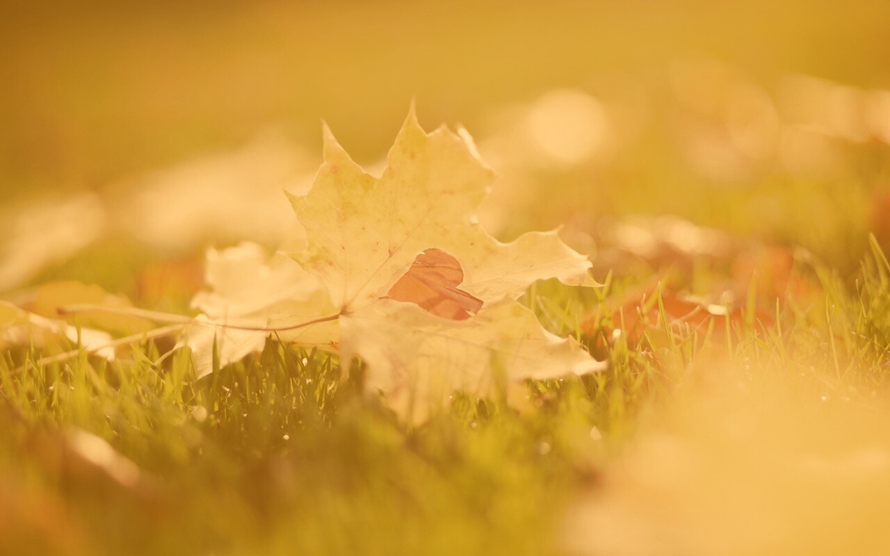 Листик в форме сердца обои