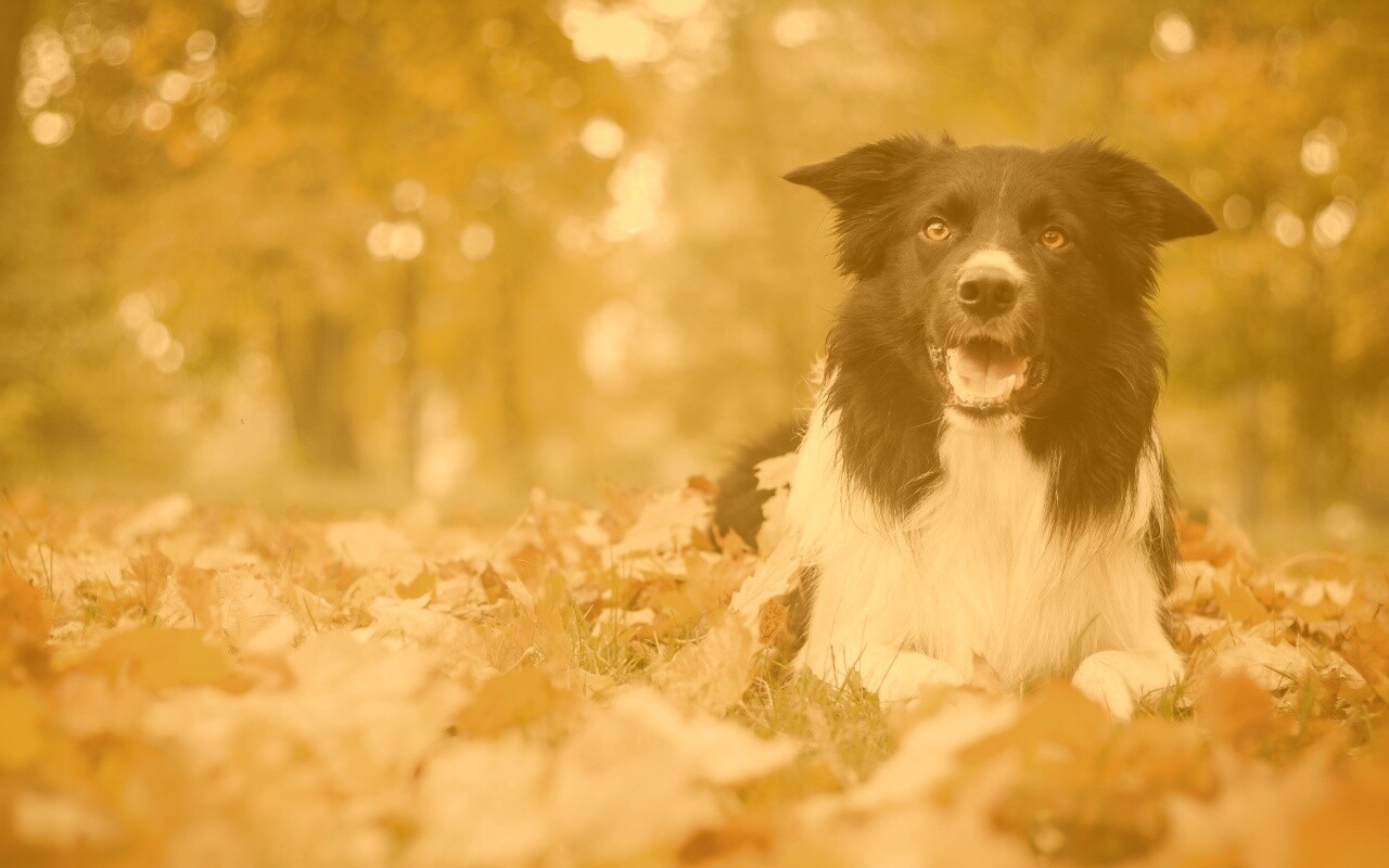 Пес среди листвы обои