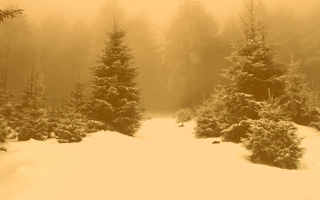 Ёлки в сугробах обои