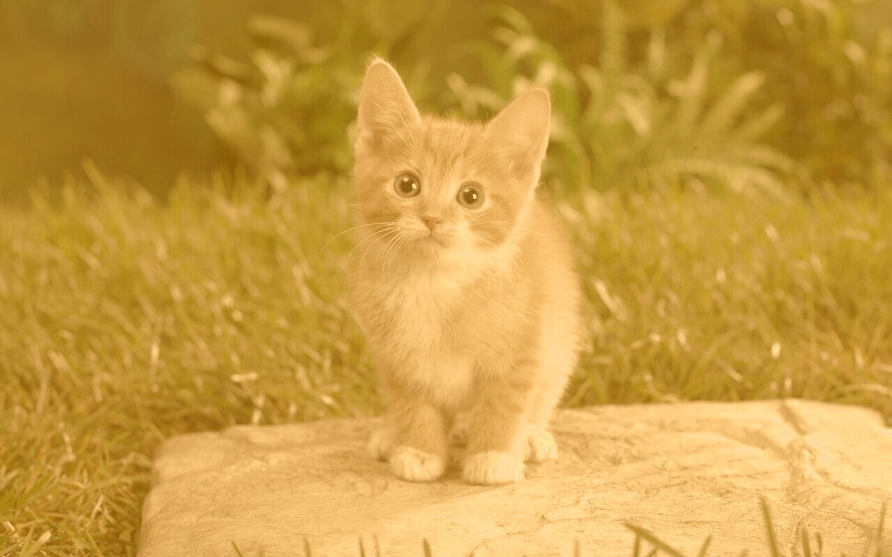 Котенок в саду обои