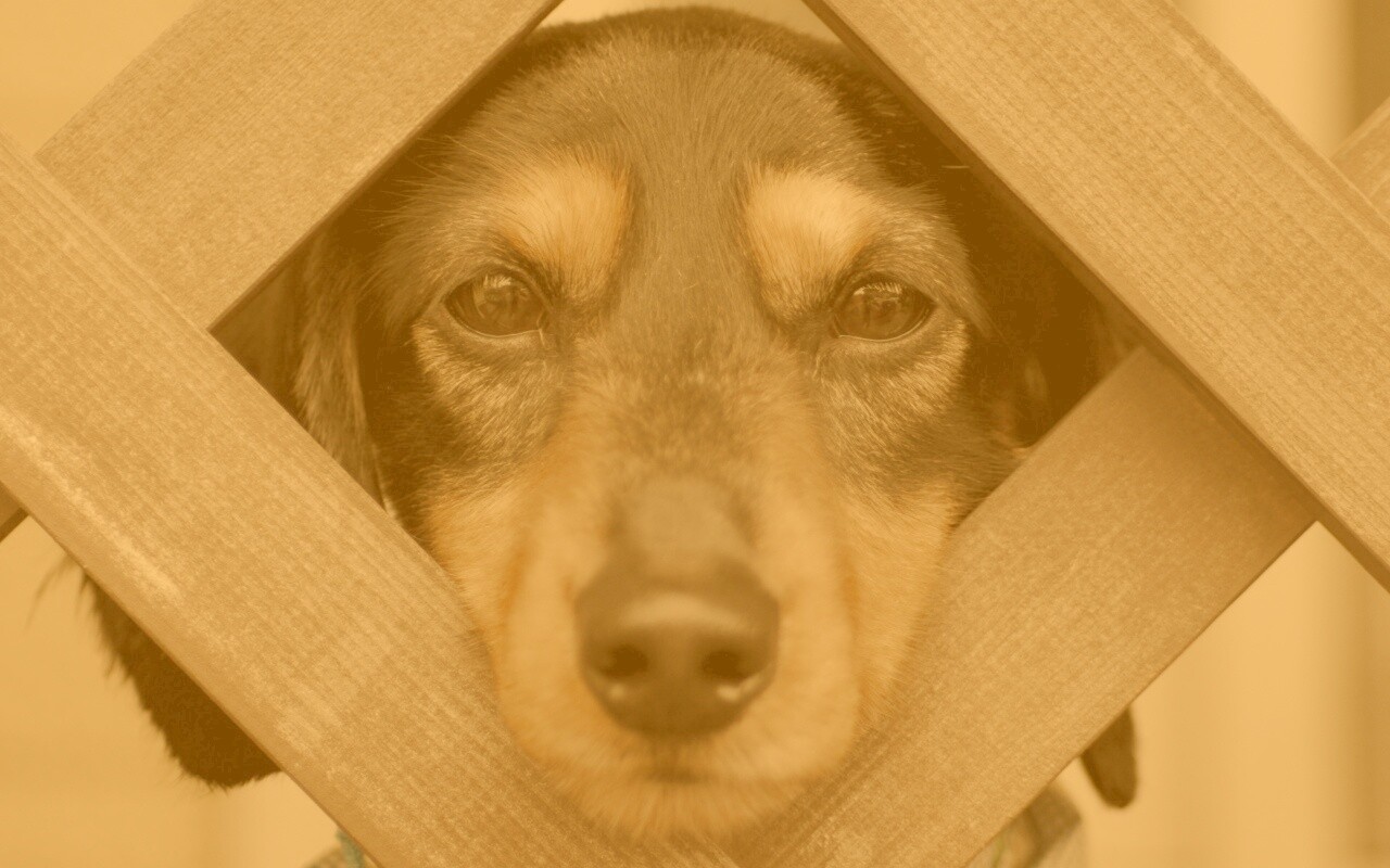 Мордочка в заборе обои