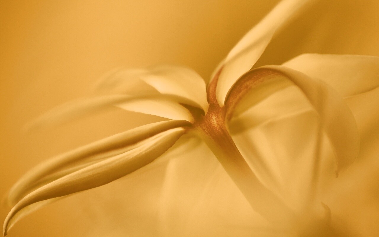 Цветок обои